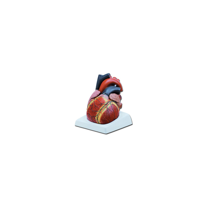 Maquette du coeur en 4 pièces grossissement x3